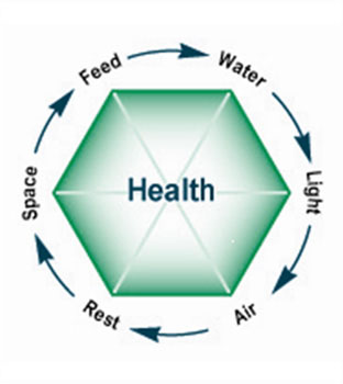HEALTH - Feed, Water, Light, Air, Rest Space