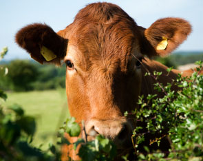 Beef Products