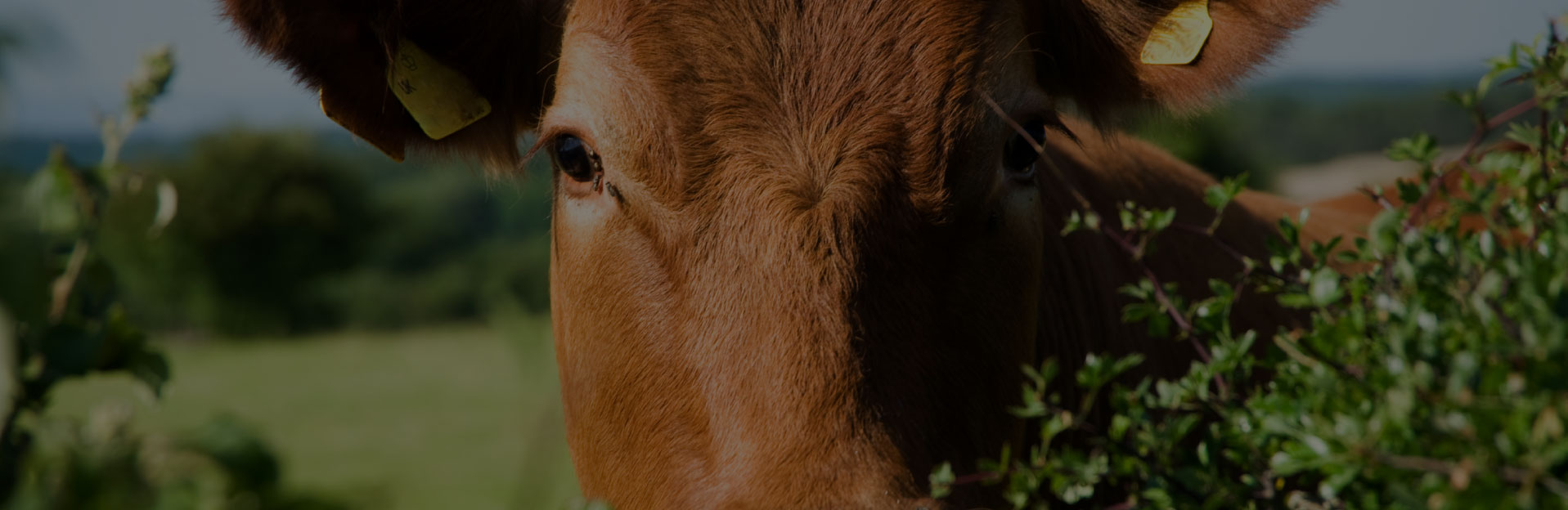 Beef Blends - NWF Agriculture
