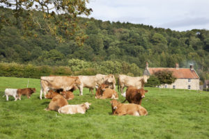 Beef Grazing