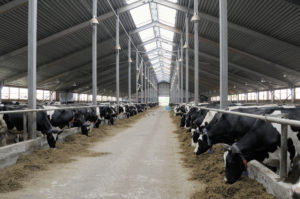 Dairy cows in shed