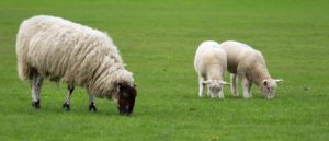 Sheep in field