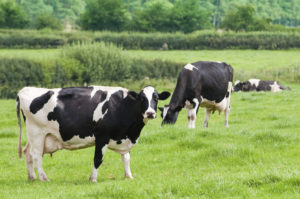 Cows at Grass