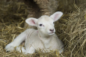 Newborn Spring Lamb laying in hay.