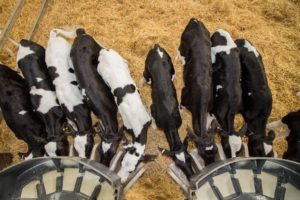 calves feeding