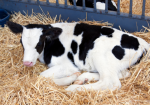 Calf lying down