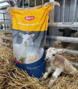 Energized Lamb milk Replacer