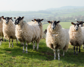 Sheep