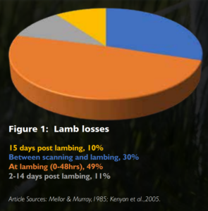 lamb loses