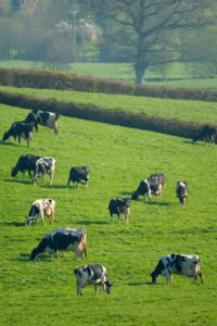British Friesian cows