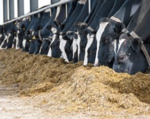 NWF Agriculture | UK Ruminant Feed Manufacturer & Products