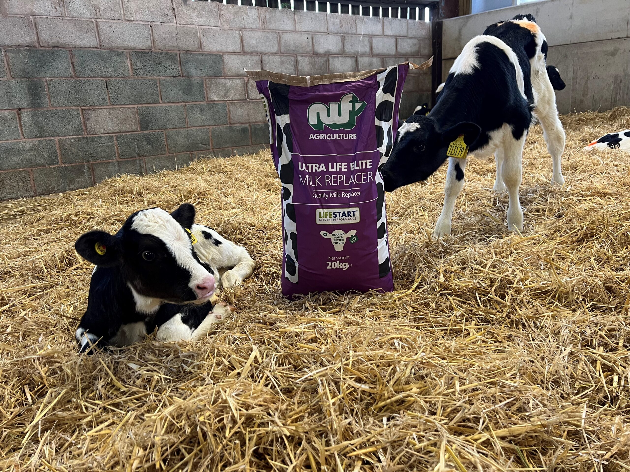 Investing in young Youngstock Environment NWF Agriculture