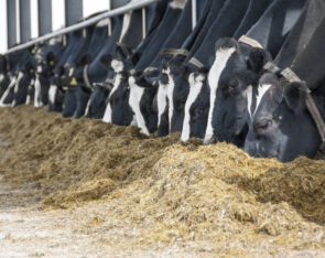 Dairy
