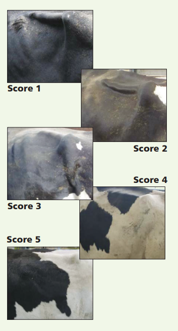 Using rumen fill to improve performance