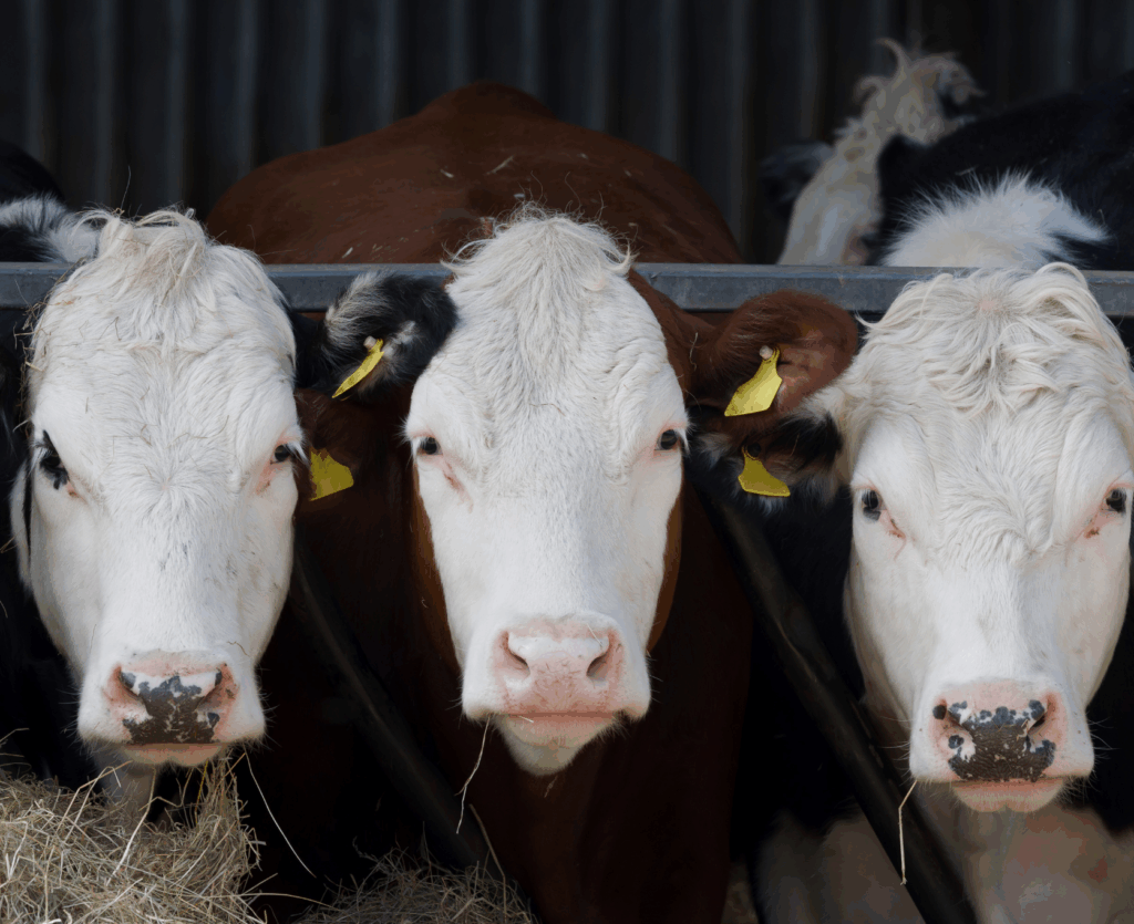 Beef Blends - NWF Agriculture