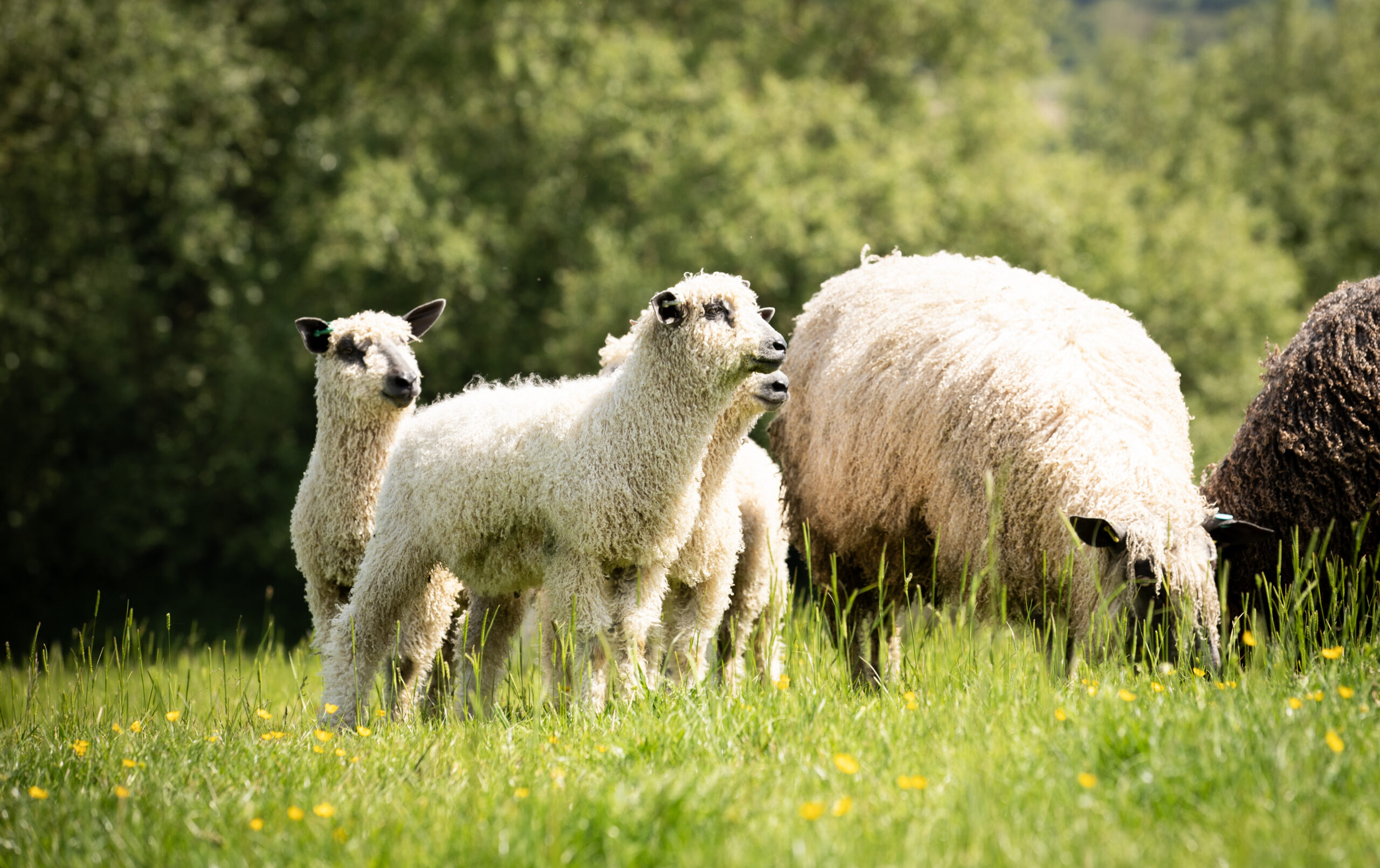 Get the most from your Vet | Maximising Flock Performance
